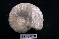 藏品(菊石)的圖片